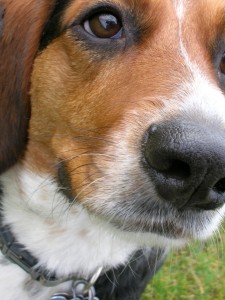 Winston the Wonder Beagle