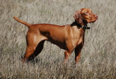 gypsygrassviweb Gypsy Field Hunting