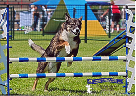 poochregionals2010 poochregionals2010