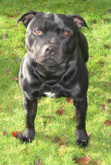Proton aka The Tasmanian Agility Devil