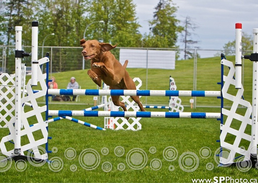 zuzu_proshot_sm Zuzu at BC/Yukon Regionals 2009